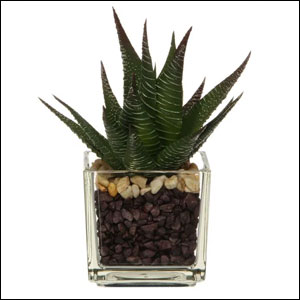 Arranjo Mini Giardino Suculenta TokStok
