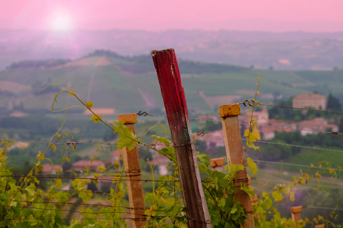 Videira em primeiro plano; ao fundo a cidade italiana de Barolo, ao pôr do sol