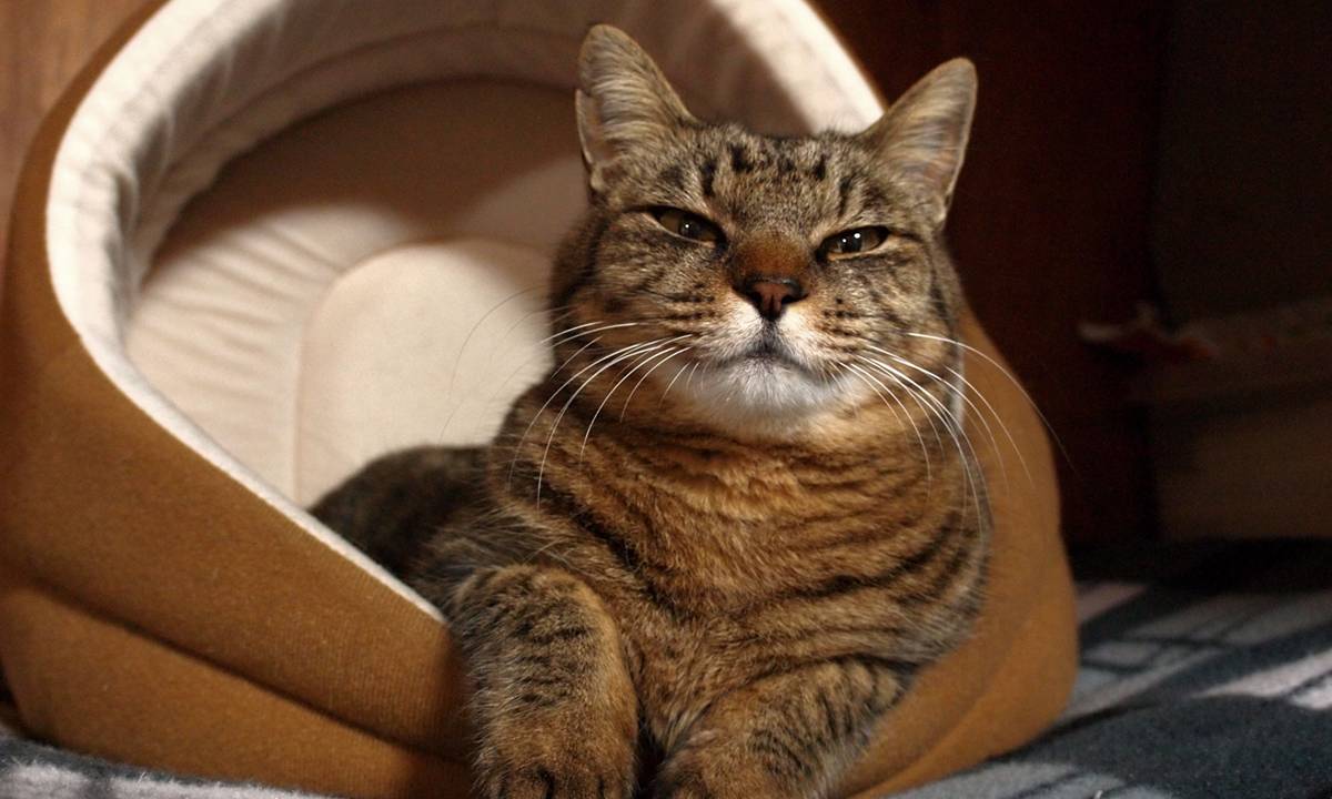 gato e sua cama
