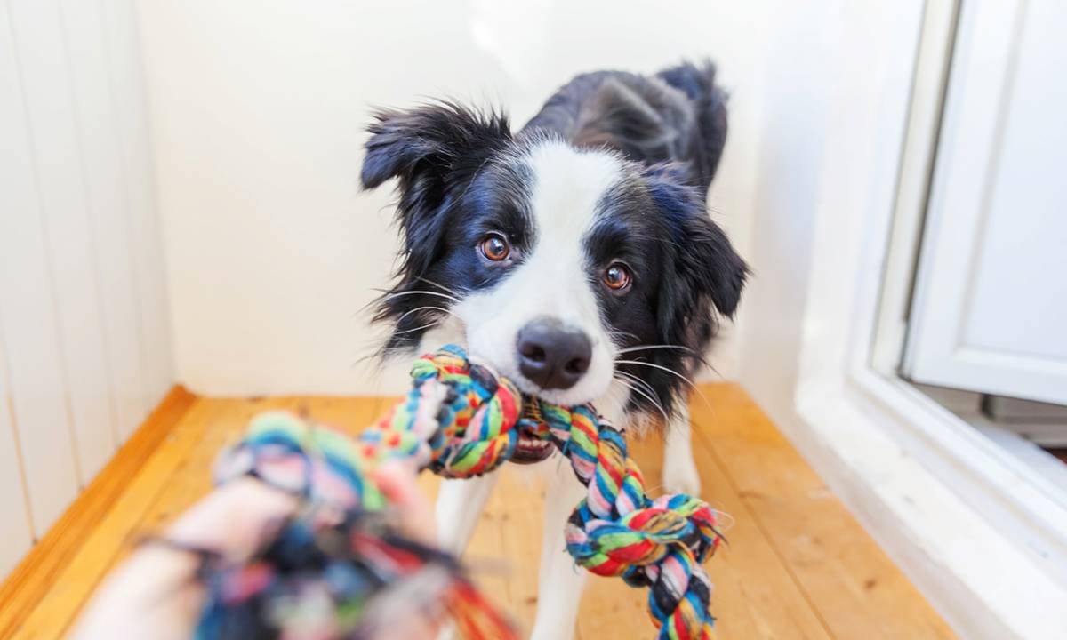 cachorro com brinquedo de corda