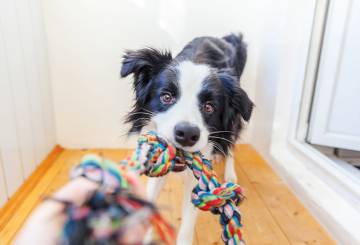 cachorro com brinquedo de corda