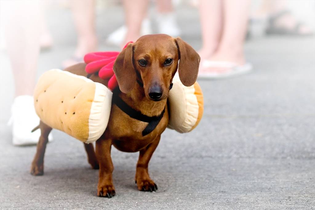 cachorro salsicha vestindo fantasia de cachorro-quente