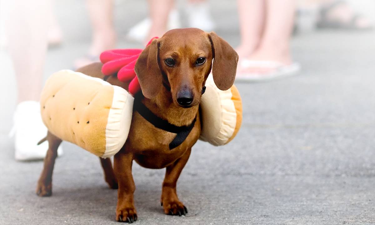 cachorro salsicha vestindo fantasia de cachorro-quente